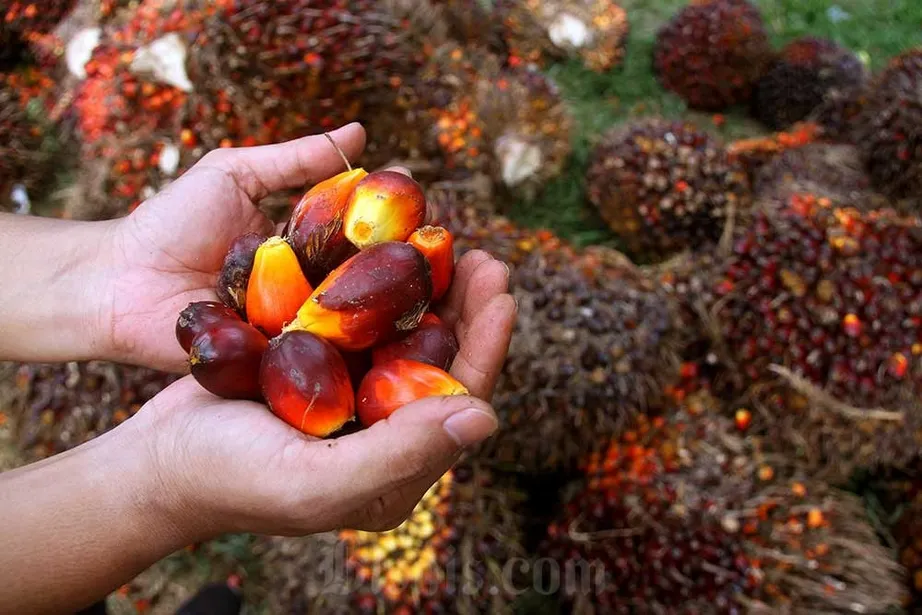 Perang Dagang AS-China Buka Peluang Besar: Permintaan Minyak Sawit Diprediksi Meroket!