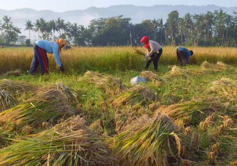 Panen Raya Beras 2025: Produksi Melonjak, Stok Pemerintah Cetak Rekor Tertinggi