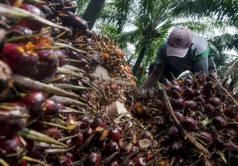 CPO Anjlok, Harga TBS Sawit di Aceh Turun Drastis ke Rp2.580 per Kg!